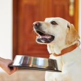 hundefutter_991132_01.jpg